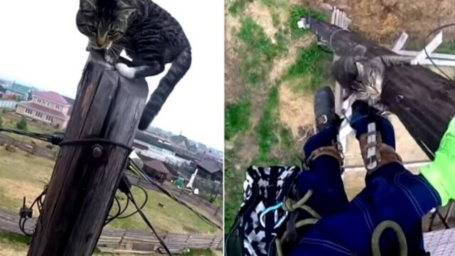 電柱のてっぺんで助けを求める猫――救助隊員が“自力で降りる方法”を優しく教えた感動の救出劇