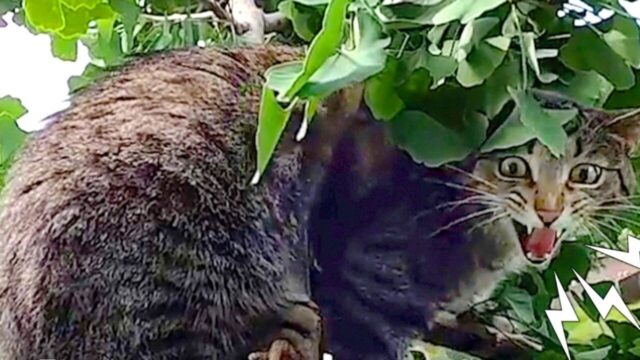 高さ15m以上もある木で2日間、助けを求めていた猫…“奇跡の救出劇”で飼い主と感動の再会