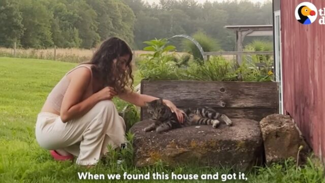 「農場で猫と暮らすのが夢」の若夫婦、嵐の中を突撃してきた猫は「引っ越し祝い」！？