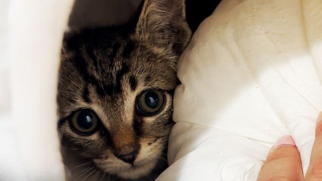 燃料タンクの隙間に閉じ込められた子猫たち――救出後に待っていた“想像を超える結末”とは