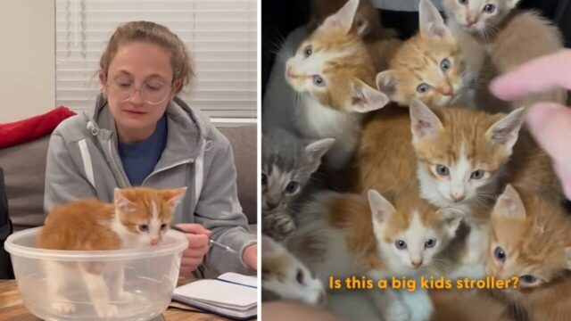 Amazonの配送箱3つに入っていたのは…13匹の子猫！突然の大家族育児に大奮闘の日々