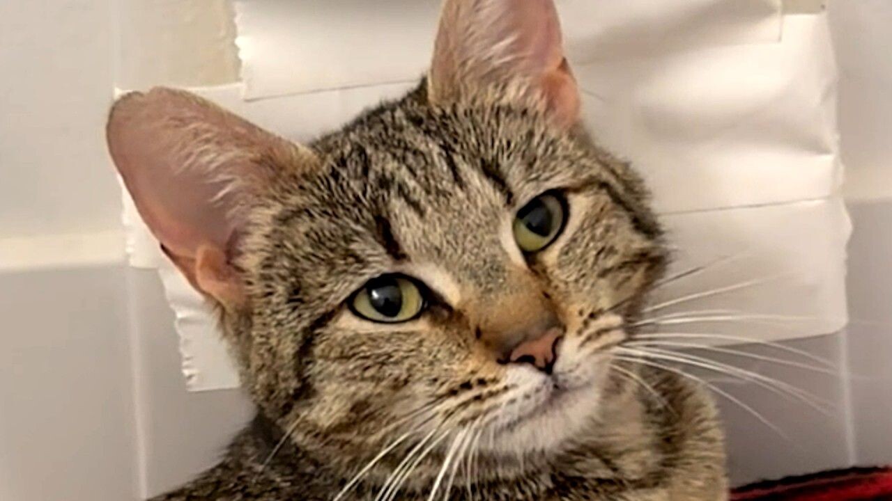 裏庭に現れた野良猫を保護したら…お腹の中には“7匹の命”が！家族で