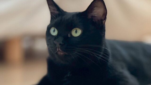 「マラセチア症」と診断されて2年間も苦しんだ愛猫――セカンドオピニオンで分かった“本当の病名”に飼い主が驚愕