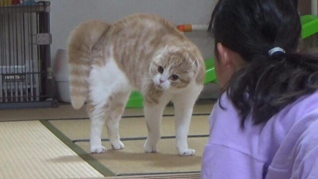 猫の“やんのかステップ”が炸裂！強気アピールするも…娘さんの圧に負けてタジタジになる姿が話題