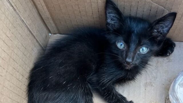 「子猫はほしいですか？」　買い物先でかけられた一言から始まった“命の物語”