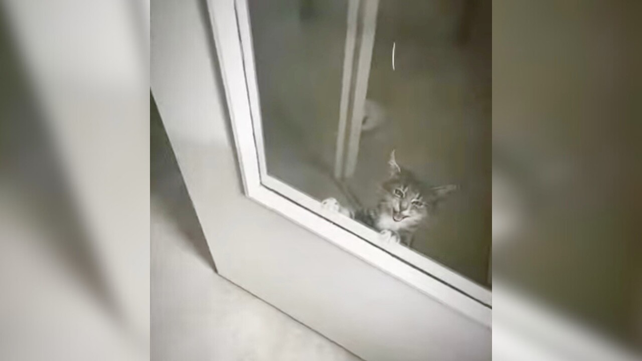ドアはちゃんと開いてます…！それでも出られないと思い込む子猫の“究極