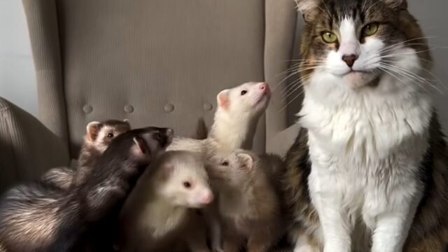 「猫親分！」懐いている5匹の子分はフェレットたち。いたずらにも動じない兄者の風格