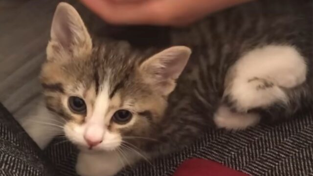 獣医師の父が決断！我が子の誕生日に迎えた“後ろ足が動かない子猫”――娘が見せた“無条件の愛”に心が震える