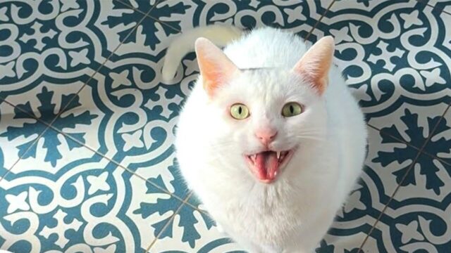 「ニャー！」の後に“ゴロン”！？ 美しい白猫が披露する“構ってアピール”がかわいすぎると話題に