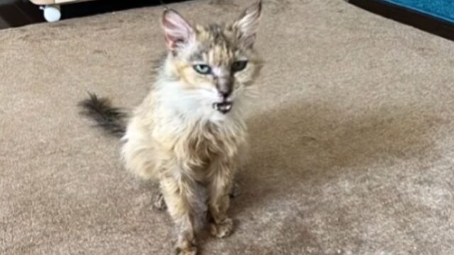 餓死寸前で保護した野良猫が“我が家の女帝”に！？保護から3年、元保護猫が見せた“奇跡の復活劇“