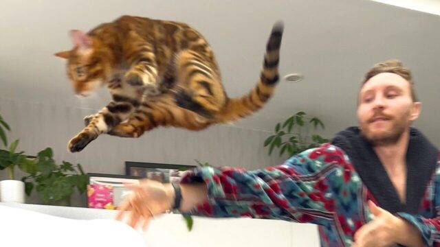 ほおりなげ遊びにハマった兄とかくれんぼ達人の妹、ベンガルきょうだいに飼い主さんたじたじ