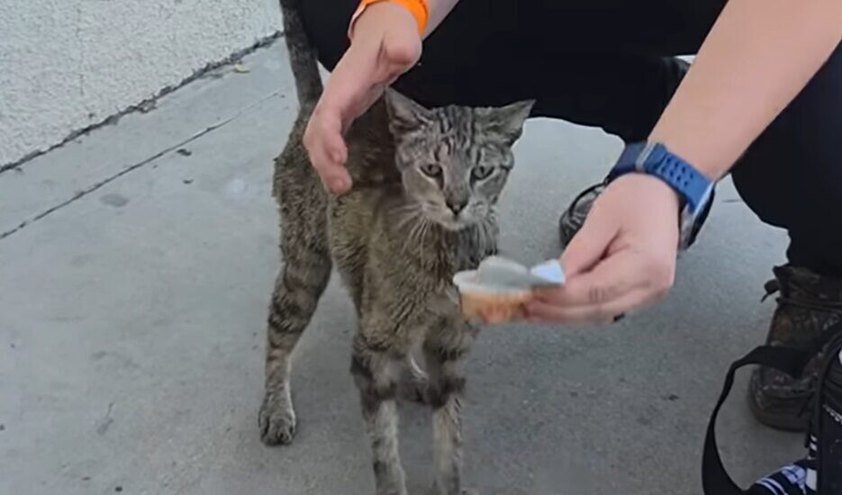 ずっと独りぼっちだニャ…」天涯孤独だった猫ちゃんが手に入れたたしか