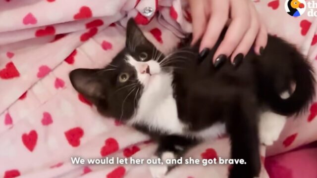 コンクリートブロックの下で埃まみれの子猫を保護！猫派のワンちゃんが溺愛モードでお迎え