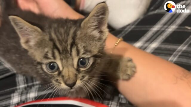 獣医師の卵に「小さな命を救う喜び」を教えた子猫…先住犬の背中に乗る大胆さに驚き！