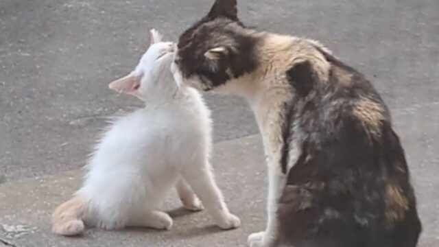 血のつながりはなくても…子猫を我が子のように育てた三毛猫の“深すぎる母性”に涙