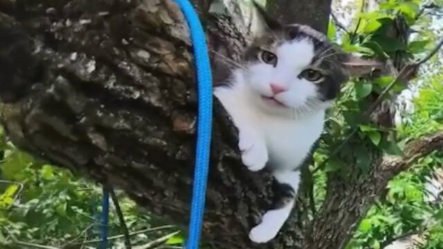 高さ18mの木で泣き叫ぶ猫…消防も困難と判断した救助に挑む“猫レスキューのプロ”の神対応に震える