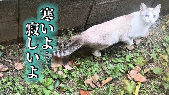 突然現れ、消えた野良猫…数日後の再会で始まった“保護奮闘記”に胸が熱くなる