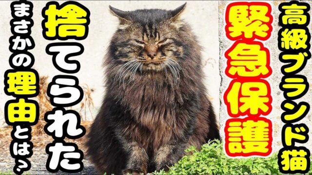 山に遺棄された長毛の純血猫…脱走ハプニングも乗り越えた“執念のレスキュー”に感動