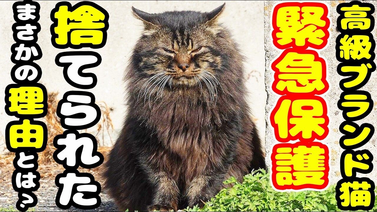 クラスター 龍脈の精髄 宮崎の山が授けた浄化と守護 猫をモチーフにした焼酎「あにゃたにひとめぼれ」。売上金の全額を保護 売上一部保護猫活動に コレクション