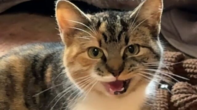 玄関前で助けを求めていた一匹の猫――ゆっくり距離を縮め、家族になった”捨て猫の保護記録”