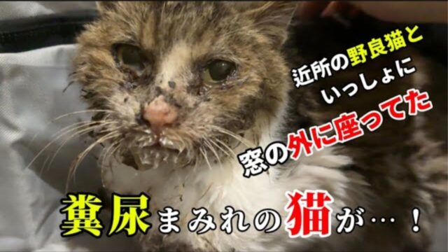 糞尿まみれの老猫を連れてきた野良猫…必死のSOSと“託された命”に涙