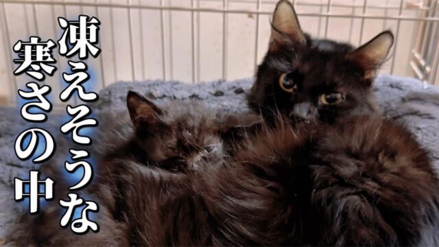 犬小屋で体を温め合っていた親子猫を保護…再会した瞬間に見せた“強い絆”