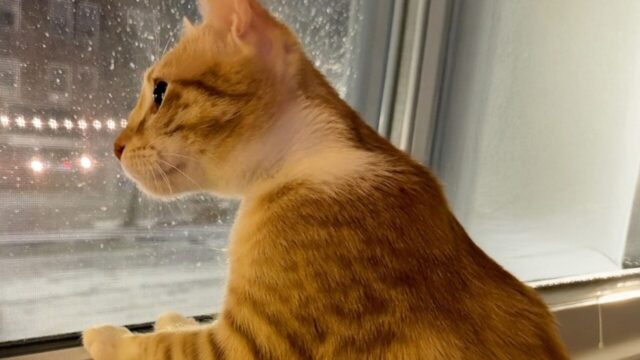 モロッコ旅行中、どこまでも付いてきた1匹の野良猫――「選ばれた」と感じた夫妻の決断