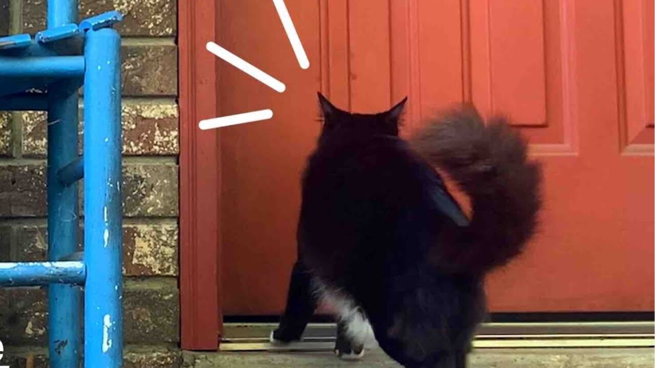 出会って1週間の野良猫が自宅に来た理由…後に明らかになった“命の秘密