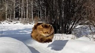 雪の中を走る猫