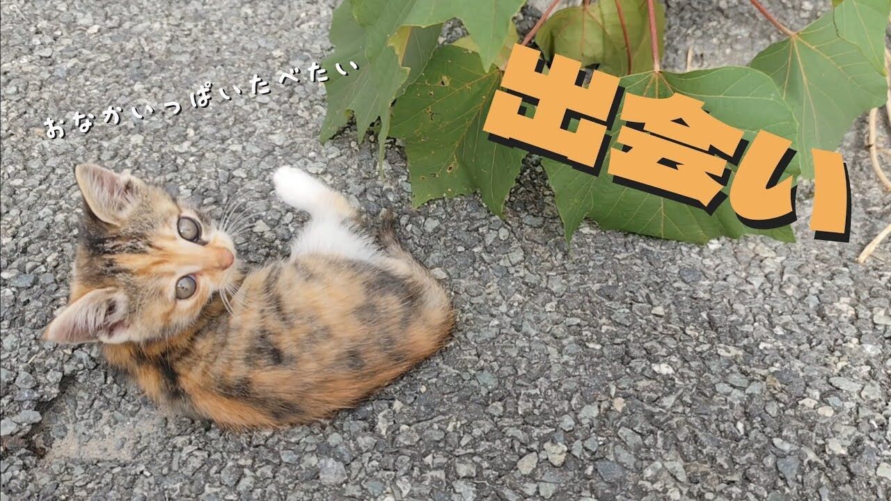 威嚇しながら魚をもらっていた野良子猫――今では“あざとかわいい