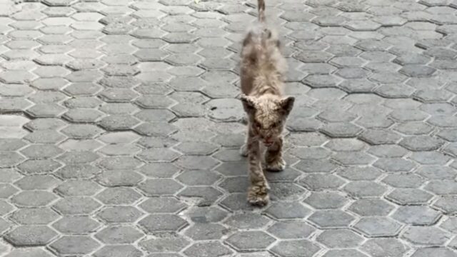 「救ったはずが救われた」うつ状態だった私を変えた”皮膚疾患の野良猫“