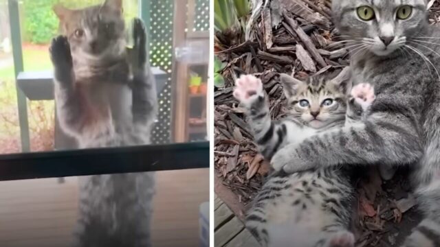 庭に現れた人間嫌いの野良猫…妊娠をきっかけに家族と絆を結び「最高のお返し」を披露