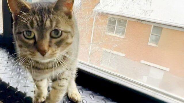 怪我かと思ったら、演技だった──”猫の知能”に人間が完敗した瞬間