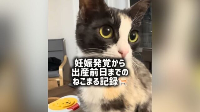 保護した野良猫のお腹が日に日に大きく…動物病院で告げられた“まさかの事実”