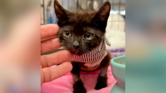 生き埋めにされた子猫ボン・ジョヴィ、大ケガによる安楽死寸前から幸せ家猫ルートへ大逆転！