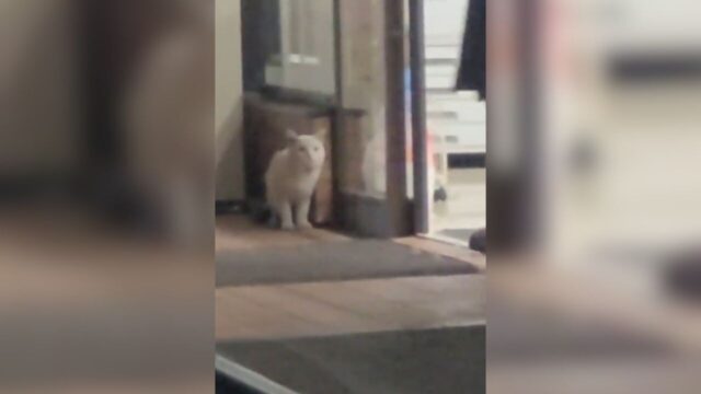 コンビニで2日間も助けを求めた白猫――ようやく届いた“お腹が空いた”のSOS