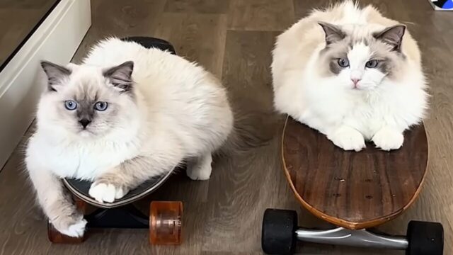 まさかの才能に飼い主さん驚愕！ きょうだい猫が魅せる華麗なスケボーライディング