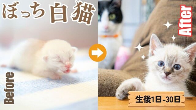 生後1日の子猫を保護　寝不足で守り抜いた命の”1ヶ月後”