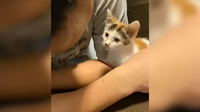 「犬派なのに…」子猫を抱いた旦那が涙　半年後の”まさかの距離感”に笑った