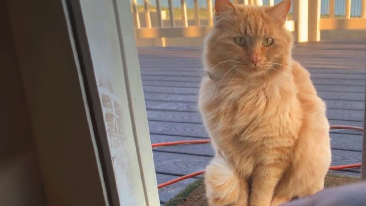 茶トラ 茶トラってどんな猫？ 茶トラの特徴やほかのトラ猫との違いについて