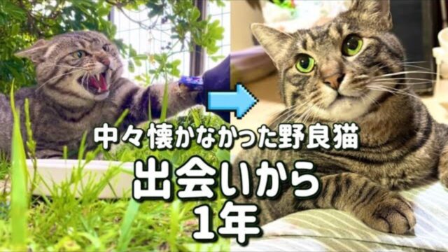 猫パンチしていた“懐かない野良猫”　1年後にナデナデ好きに大変身