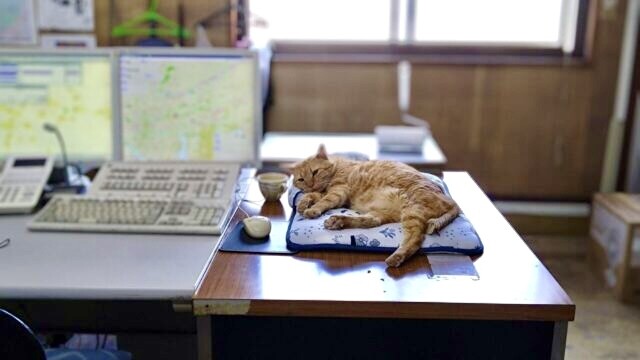 “猫社員が9匹”のタクシー会社！保護猫の預かりボランティアも行う驚きの日常