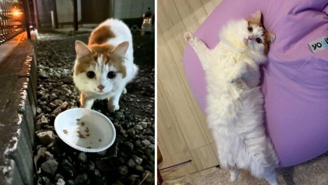 寒い冬の夜、網戸に引っかかっていた元野良猫――今では“甘えん坊の家猫“に