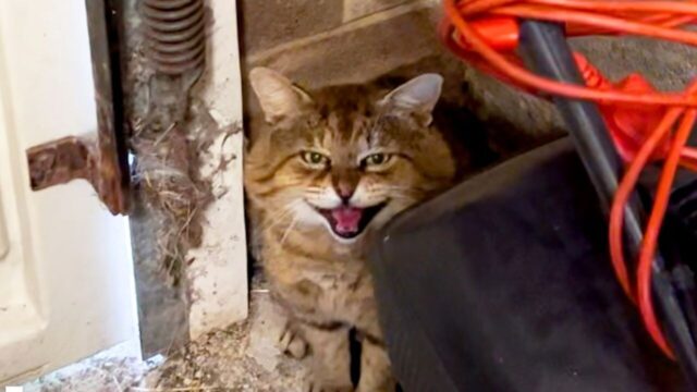 傷だらけで警戒心が強い野良猫…1年後の姿に胸が熱くなる