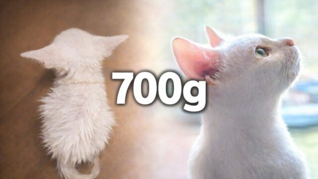 葉っぱで雨をしのいでいた700gの子猫…保護から4年、幸せいっぱいの姿に