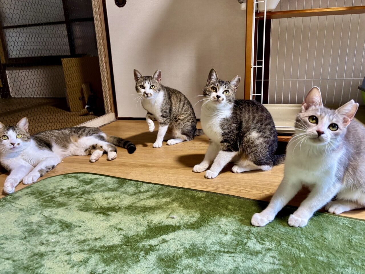 泥猫シェルター 泥猫倶楽部
