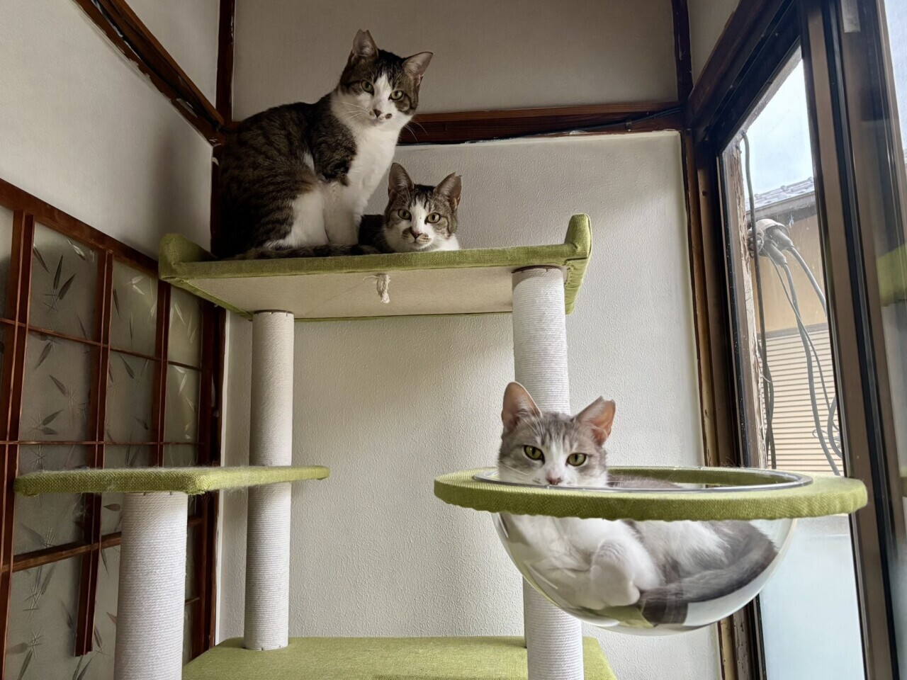 泥猫シェルター 泥猫倶楽部