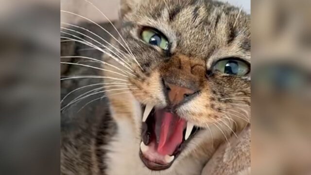 猫パンチ連発で牙をむく保護猫　それでも撫で続けた結果→見せた変化に驚き