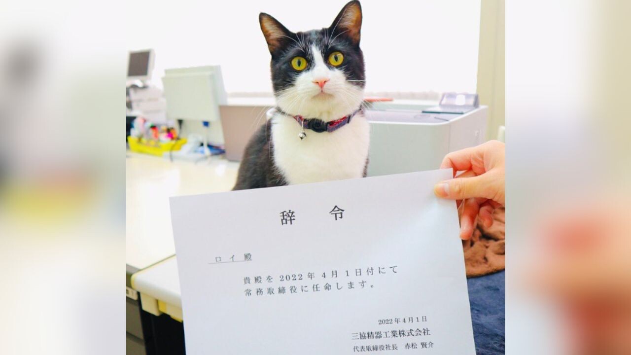 瀕死の子猫が”副社長”に！22匹の猫社員がいる会社、驚きの福利厚生とは