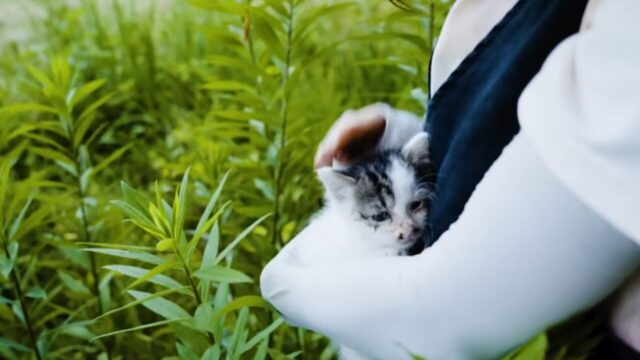 草むらで子猫の鳴き声…ペット不可物件に住む夫婦が下した“葛藤の末の決断”とは